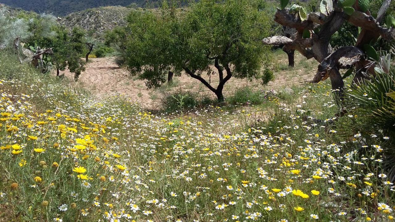 לינה וארוחת בוקר Sorbas Bed & Breakfast Alegria Y Luna מראה חיצוני תמונה