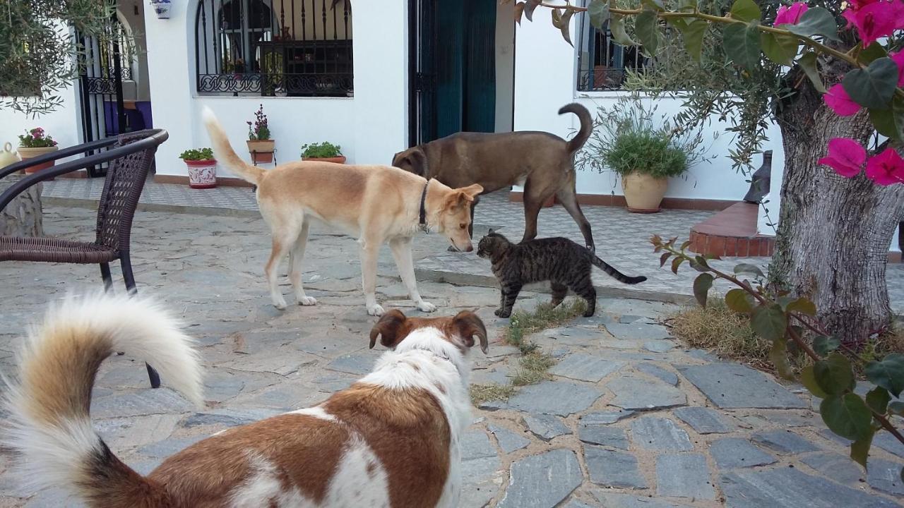 לינה וארוחת בוקר Sorbas Bed & Breakfast Alegria Y Luna מראה חיצוני תמונה